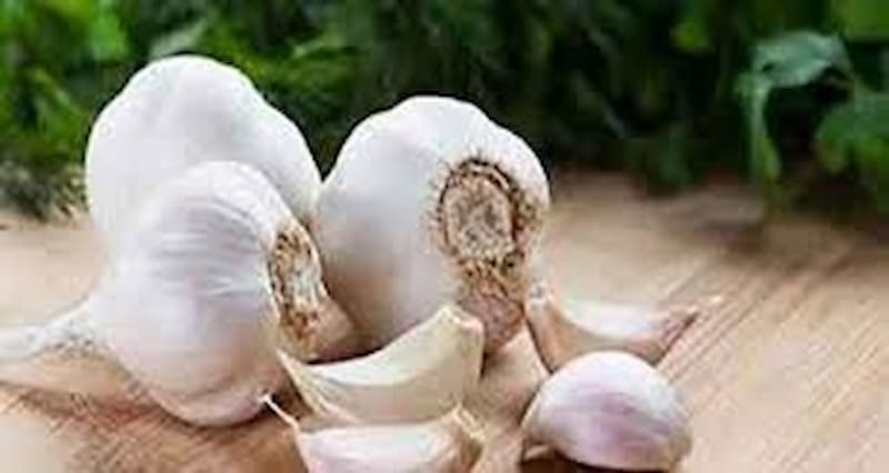 تصویر 3 از سیر خراسان شیرین با تندی کم و عطری دلنشین